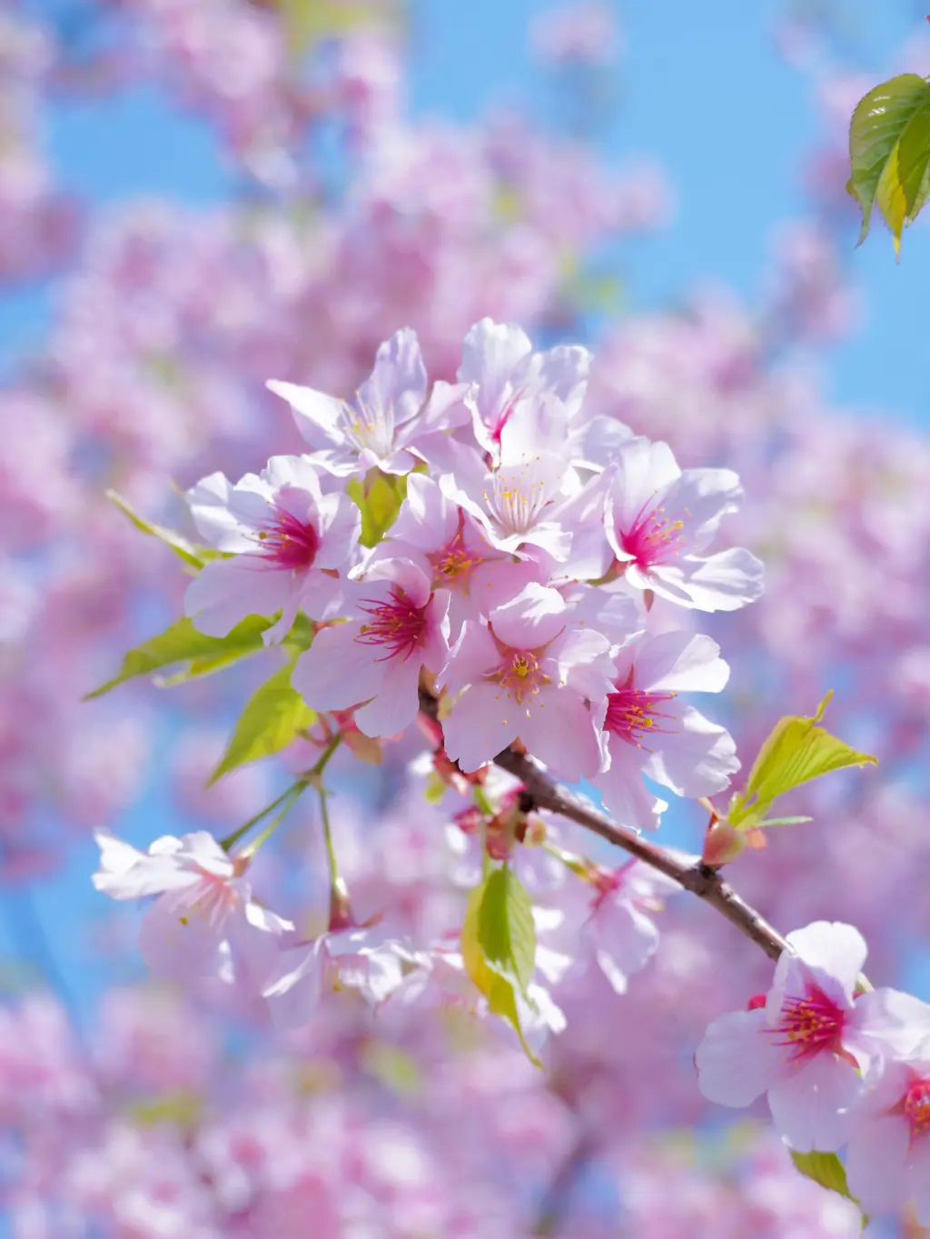 Delicate cherry blossoms in traditional Japanese garden