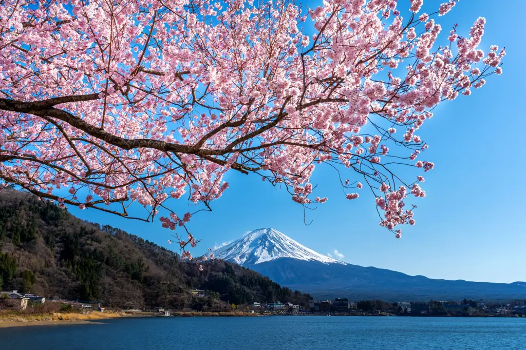 Cherry Blossom Imperial - Seasonal luxury experience in Japan